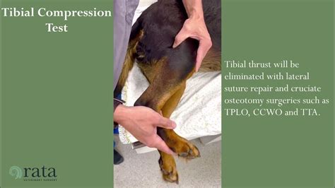 modified tibial compression test|cranial and caudal cruciate ligaments.